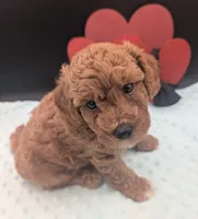 Snoopy 🖤, a male Poodle - Miniature  for sale in Meta, MO – 10 of 10