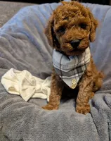 Cal 🤍, a male Poodle - Miniature  for sale in Meta, MO – 8 of 10