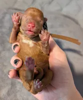 All Spice 🤎, a male Poodle - Toy  for sale in Meta, MO – 5 of 9