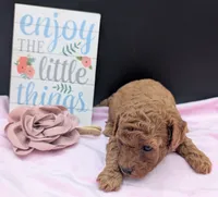 Pixie 🩷, a female Poodle - Miniature  for sale in Meta, MO – 5 of 10
