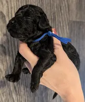 Mufasa 💙, a male Poodle - Miniature  for sale in Meta, MO – 5 of 10