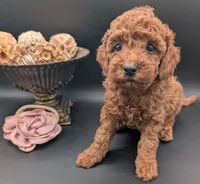 Bo Peep 🩷, a female Poodle - Miniature  for sale in Meta, MO – 5 of 10