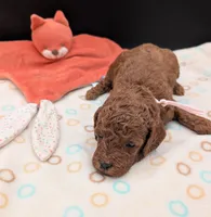 Bo Peep 🩷, a female Poodle - Miniature  for sale in Meta, MO – 9 of 10