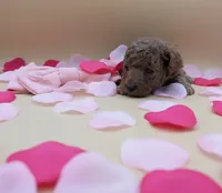 processed/68786468-075f-4744-9406-fc846190954c/listing/5cd48313-d02e-4eed-af97-cabe50408461/00158d8b-3e28-4e63-9778-ad2241f5f1c1