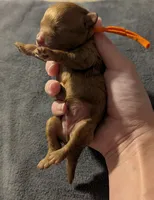 Bamm Bamm 🧡, a male Poodle - Toy  for sale in Meta, MO – 2 of 10