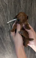Buzz 🤍, a male Poodle - Miniature  for sale in Meta, MO – 6 of 10