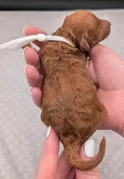 Cal 🤍, a male Poodle - Miniature  for sale in Meta, MO – 7 of 10