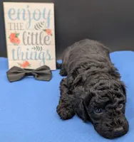 Rafiki 🖤, a male Poodle - Miniature  for sale in Meta, MO – 4 of 10