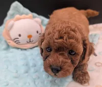 Mohawk 🩶, a male Poodle - Toy  for sale in Meta, MO – 7 of 10
