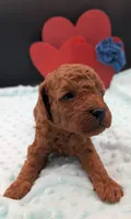 Caleb 🩵, a male Poodle - Miniature  for sale in Meta, MO – 2 of 10