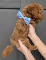 Betty 🩵, a female Poodle - Toy  for sale in Meta, MO – 9 of 10