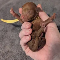 Banana 🍌, a male Poodle - Toy  for sale in Meta, MO – 2 of 10