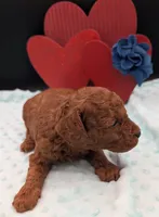 Caleb 🩵, a male Poodle - Miniature  for sale in Meta, MO – 7 of 10