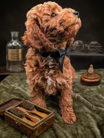 Abel 🤎, a male Poodle - Miniature  for sale in Meta, MO – 10 of 10