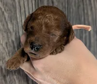 Nala 🩷, a female Poodle - Miniature  for sale in Meta, MO – 6 of 10