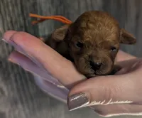 Maple 🧡, a female Poodle - Toy  for sale in Meta, MO – 5 of 10