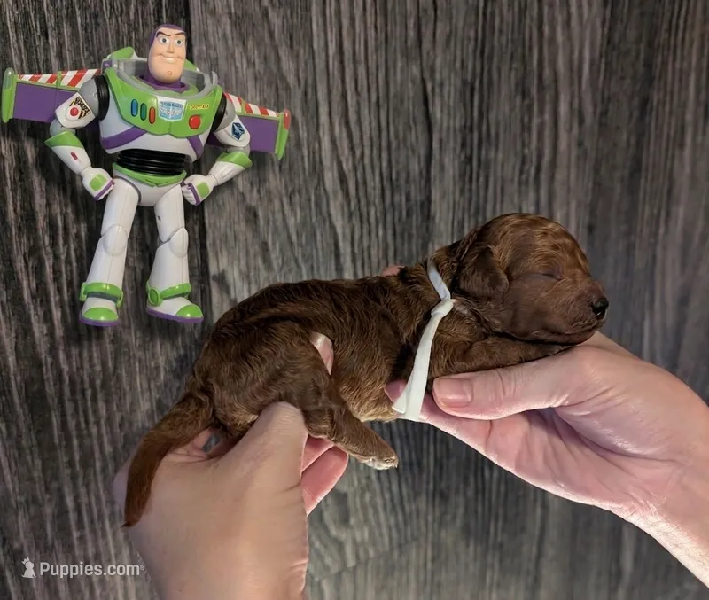 Buzz 🤍 – Poodle - Miniature  puppy for sale in Meta, MO