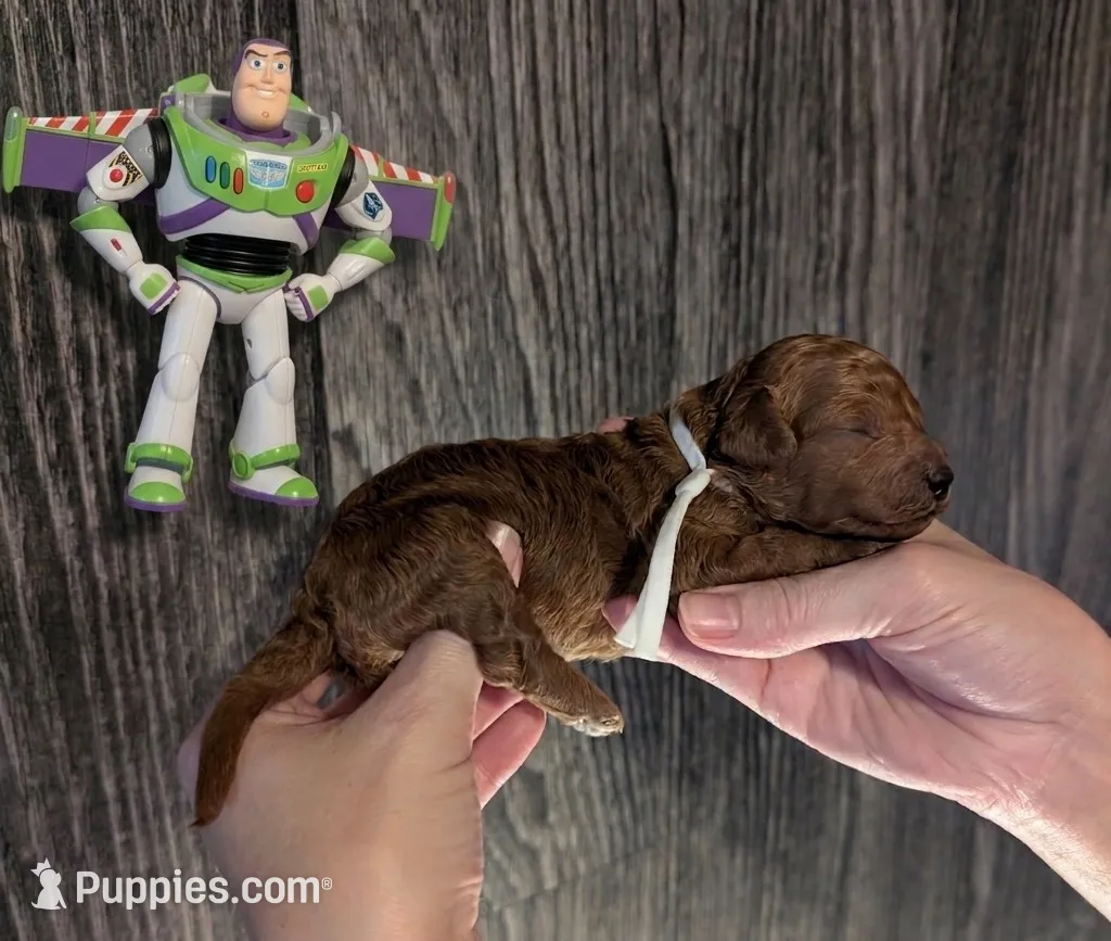 Buzz 🤍 – Poodle - Miniature Puppy for Sale in Meta, MO | Puppies.com