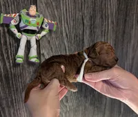 Buzz 🤍, a male Poodle - Miniature  for sale in Meta, MO – 1 of 10