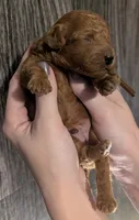 Chestnut 🌰, a male Poodle - Toy  for sale in Meta, MO – 8 of 10
