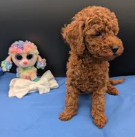 Cal 🤍, a male Poodle - Miniature  for sale in Meta, MO – 8 of 10