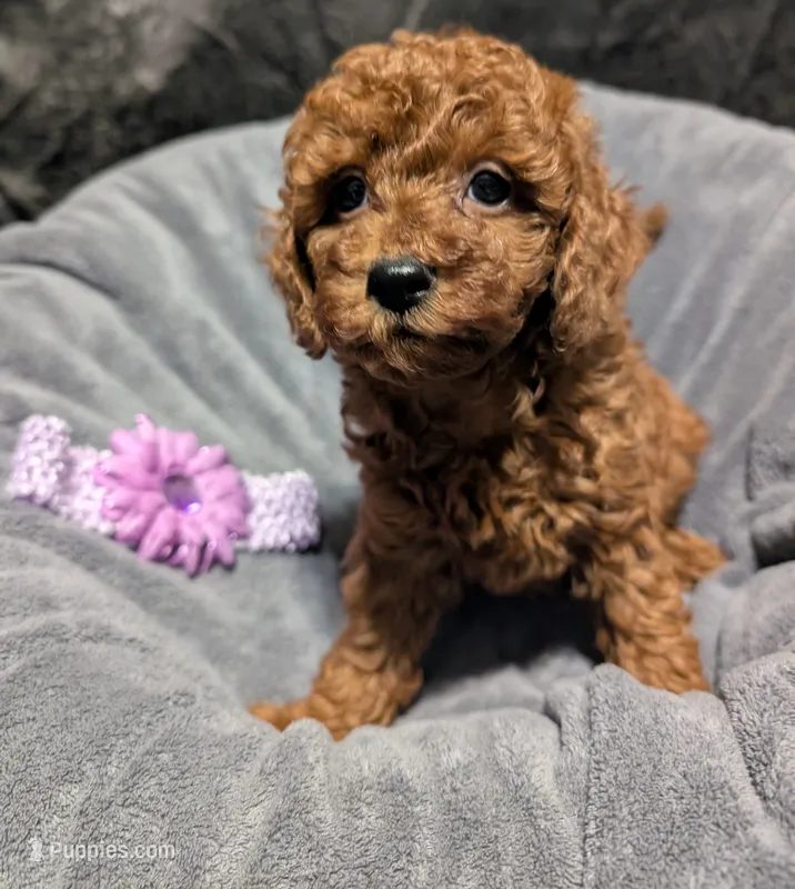 Sophie 💜 – Poodle - Miniature  puppy for sale in Meta, MO