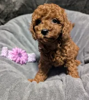 Sophie 💜, a female Poodle - Miniature  for sale in Meta, MO – 1 of 10