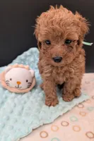 Green 🍏, a male Poodle - Toy  for sale in Meta, MO – 2 of 10