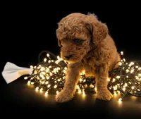 processed/68786468-075f-4744-9406-fc846190954c/listing/5fba0569-346e-4cb4-bc9b-77c13497c124/2b936d95-b76c-4b98-83aa-d642368d26a9