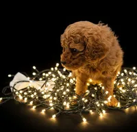 processed/68786468-075f-4744-9406-fc846190954c/listing/5fba0569-346e-4cb4-bc9b-77c13497c124/f8a8f547-1040-4f1d-b44f-96c8bf855976