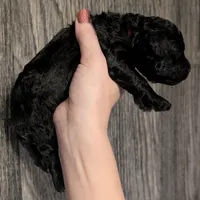 Simba ❤️, a male Poodle - Miniature  for sale in Meta, MO – 10 of 10