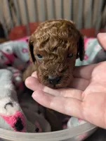 Woody 🤎, a male Poodle - Miniature  for sale in Meta, MO – 5 of 10