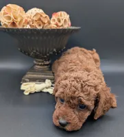Jessie 💛, a female Poodle - Miniature  for sale in Meta, MO – 10 of 10