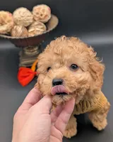 Bamm Bamm 🧡, a male Poodle - Toy  for sale in Meta, MO – 5 of 10