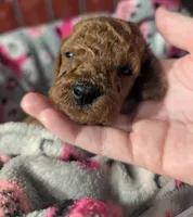 Buzz 🤍, a male Poodle - Miniature  for sale in Meta, MO – 7 of 10