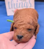 Rex 🦖, a male Poodle - Miniature  for sale in Meta, MO – 2 of 10
