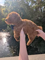 Blueberry 🫐, a male Poodle - Toy  for sale in Meta, MO – 9 of 10
