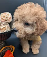 Bamm Bamm 🧡, a male Poodle - Toy  for sale in Meta, MO – 8 of 10