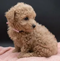Daphne 💜, a female Poodle - Toy  for sale in Meta, MO – 7 of 10