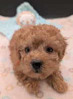 Bamm Bamm 🧡, a male Poodle - Toy  for sale in Meta, MO – 6 of 10