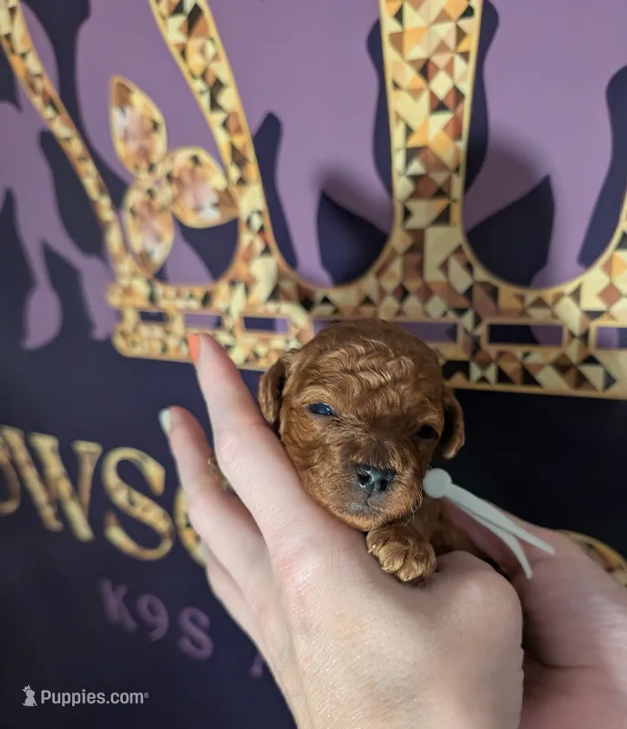 Spike 🤍 – Poodle - Miniature  puppy for sale in Meta, MO