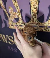 Spike 🤍, a male Poodle - Miniature  for sale in Meta, MO – 1 of 10
