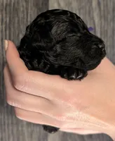 Sarabi 💜, a female Poodle - Miniature  for sale in Meta, MO – 10 of 10