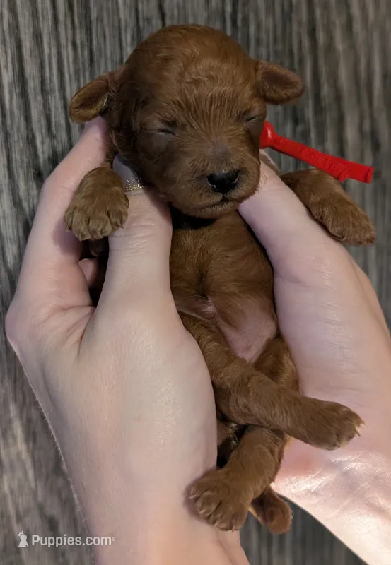 Autumn ♥️ – Poodle - Toy  puppy for sale in Meta, MO