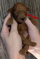Autumn ♥️, a female Poodle - Toy  for sale in Meta, MO – 1 of 10
