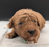 Linus 💚, a male Poodle - Miniature  for sale in Meta, MO – 3 of 10