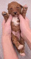 Linus 💚, a male Poodle - Miniature  for sale in Meta, MO – 8 of 10