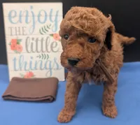 All Spice 🤎, a male Poodle - Toy  for sale in Meta, MO – 10 of 10