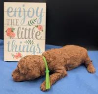 Rex 🦖, a male Poodle - Miniature  for sale in Meta, MO – 6 of 10