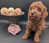 Bo Peep 🩷, a female Poodle - Miniature  for sale in Meta, MO – 7 of 10